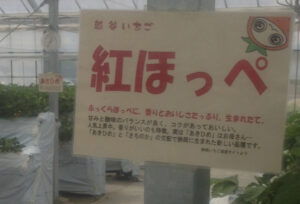 苺タウン2